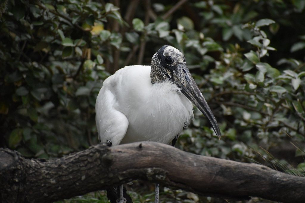 wood stork, tree branch, exotic bird-8399512.jpg